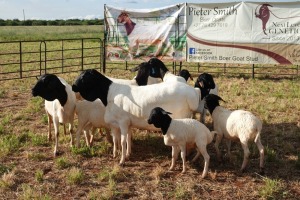 5+6X PERSIAN SHEEP EWE PIETER SMITH (Per Piece to take the lot)