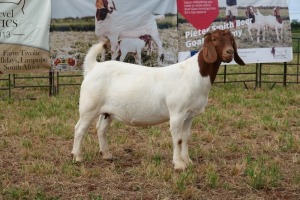 1X BOER GOAT DOE STUD PIETER SMITH