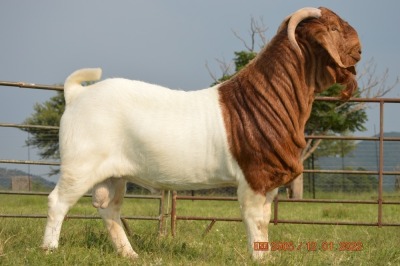 1X BOER GOAT BUCK FLOCK DOME AFRICA BOER GOAT STUD