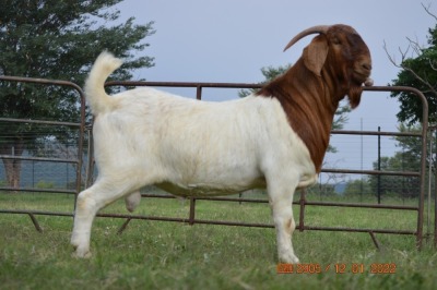 1X BOER GOAT BUCK FLOCK DOME AFRICA BOER GOAT STUD