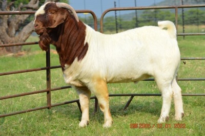 1X BOER GOAT BUCK STUD DOME AFRICA BOER GOAT STUD