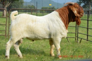 1X BOER GOAT BUCK FLOCK DOME AFRICA BOER GOAT STUD