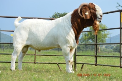 1X BOER GOAT BUCK FLOCK DOME AFRICA BOER GOAT STUD