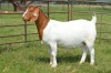 1X BOER GOAT DOE Pregnant - STUD DOME AFRICA BOER GOAT STUD