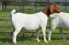 1X BOER GOAT DOE FLOCK DOME AFRICA BOER GOAT STUD