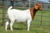 1X BOER GOAT DOE Pregnant - STUD PIETER SMITH