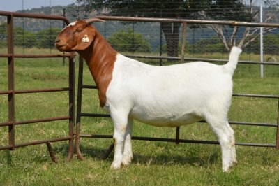 1X BOER GOAT DOE Pregnant - FLOCK DOME AFRICA BOER GOAT STUD