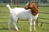 1X BOER GOAT DOE DOME AFRICA BOER GOAT STUD