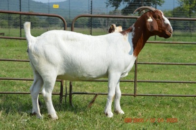 1X BOER GOAT DOE FLOCK DOME AFRICA BOER GOAT STUD