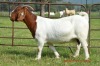 1X BOER GOAT DOE STUD DOME AFRICA BOER GOAT STUD