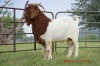 1X BOER GOAT BUCK FLOCK DOME AFRICA BOER GOAT STUD