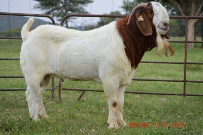 1X BOER GOAT BUCK FLOCK DOME AFRICA BOER GOAT STUD