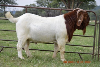 1X BOER GOAT BUCK DOME AFRICA BOER GOAT STUD