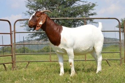 1X BOER GOAT DOE Pregnant - STUD DOME AFRICA BOER GOAT STUD