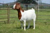 1X BOER GOAT DOE Pregnant - FLOCK DOME AFRICA BOER GOAT STUD