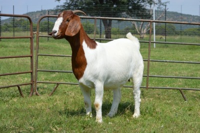 1X BOER GOAT DOE Pregnant - FLOCK DOME AFRICA BOER GOAT STUD