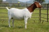 1X BOER GOAT DOE Pregnant - FLOCK DOME AFRICA BOER GOAT STUD