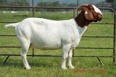 1X BOER GOAT DOE FLOCK DOME AFRICA BOER GOAT STUD