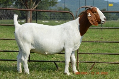 1X BOER GOAT DOE FLOCK DOME AFRICA BOER GOAT STUD