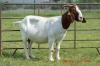 1X BOER GOAT DOE FLOCK DOME AFRICA BOER GOAT STUD