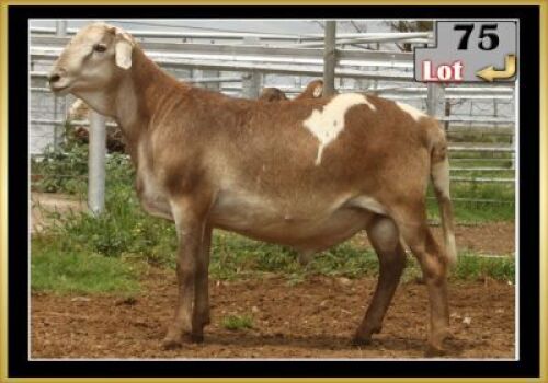LOT 75 1X MEATMASTER RAM