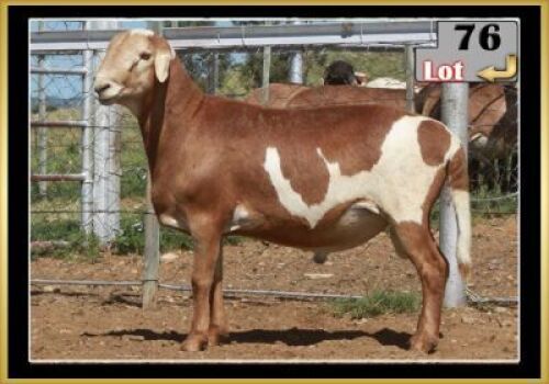 LOT 76 1X MEATMASTER RAM
