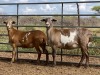 LOT 24 2X MEATMASTER OOI/EWE ELDERS RUST MEATMASTERS(PER STUK OM LOT TE NEEM/PER PIECE TO TAKE THE LOT) - 2