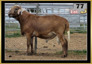 LOT 77 1X MEATMASTER RAM