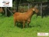 3X OOI/EWE DORINGVELD MEATMASTERS 2 x Pregnant (Buy per piece to take the lot) - 3