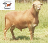 3X OOI/EWE DORINGVELD MEATMASTERS 2 x Pregnant (Buy per piece to take the lot) - 4