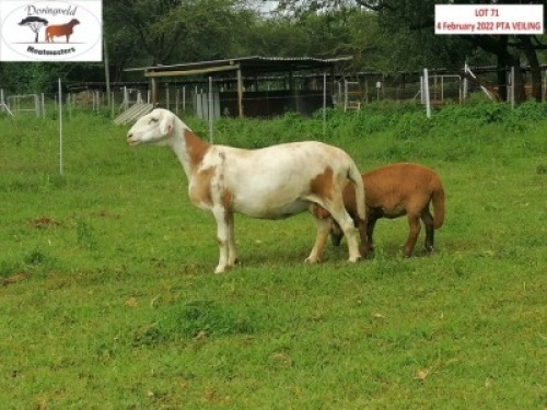 1X OOI/EWE DORINGVELD MEATMASTERS