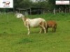 1X OOI/EWE DORINGVELD MEATMASTERS