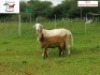 1X OOI/EWE DORINGVELD MEATMASTERS - 2
