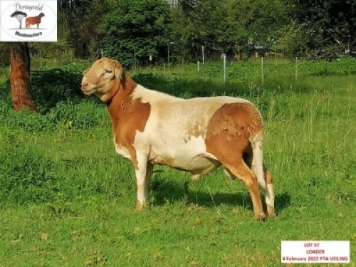 1X RAM DORINGVELD MEATMASTERS