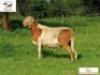1X RAM DORINGVELD MEATMASTERS