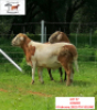 1X RAM DORINGVELD MEATMASTERS - 2