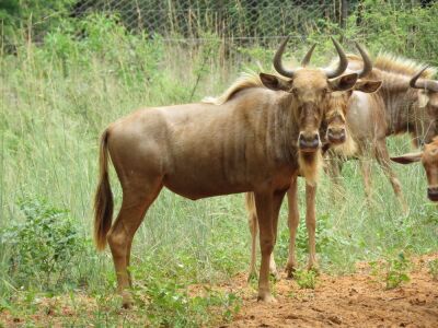 LOT 29 4x GOUE WILDEBEES /GOLDEN WILDEBEEST (PER STUK OM LOT TE NEEM/PER PIECE TO TAKE THE LOT)