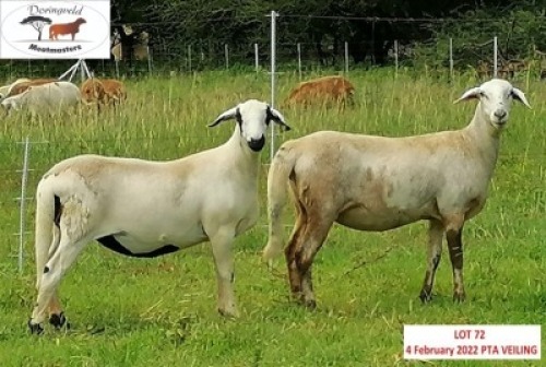 2X F DORINGVELD MEATMASTERS (Buy per piece to take the lot)