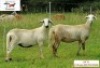 2X F DORINGVELD MEATMASTERS (Buy per piece to take the lot)