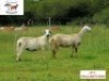 2X F DORINGVELD MEATMASTERS (Buy per piece to take the lot) - 2