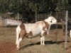 2X F DORINGVELD MEATMASTERS (Buy per piece to take the lot) - 3