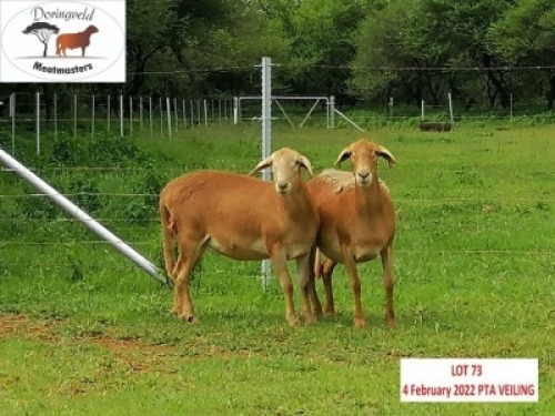 2X OOI/EWE DORINGVELD MEATMASTERS (Buy per piece to take the lot)