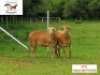 2X OOI/EWE DORINGVELD MEATMASTERS (Buy per piece to take the lot)