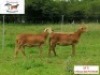 2X OOI/EWE DORINGVELD MEATMASTERS (Buy per piece to take the lot) - 2