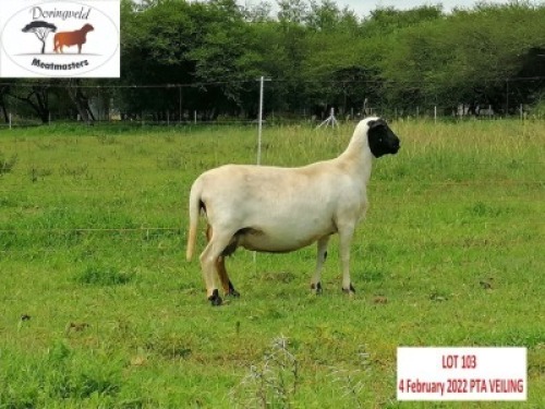 1X OOI/EWE DORINGVELD MEATMASTERS (Buy per piece to take the lot)
