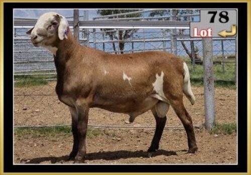 LOT 78 1X MEATMASTER RAM