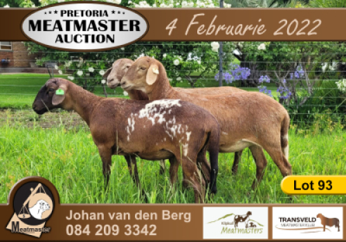 3X OOI/EWE KLIPKUIL MEATMASTERS 1x Pregnant (Buy per piece to take the lot)