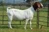 1X BOER GOAT DOE FLOCK DOME AFRICA BOER GOAT STUD