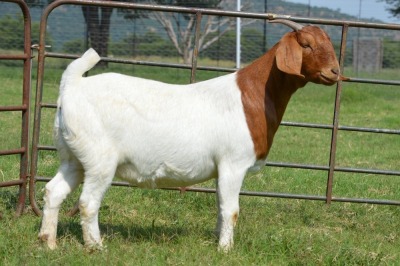 1X BOER GOAT DOE Pregnant - FLOCK DOME AFRICA BOER GOAT STUD