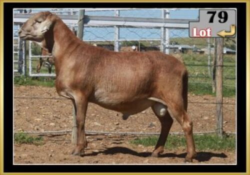 LOT 79 1X MEATMASTER RAM